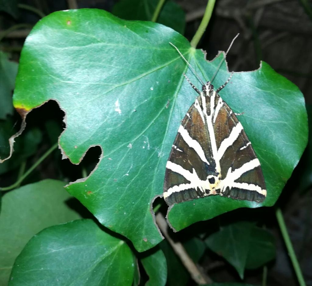 Euplagia quadripunctaria  (Erebidae Arctiinae)